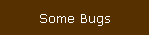 Some Bugs