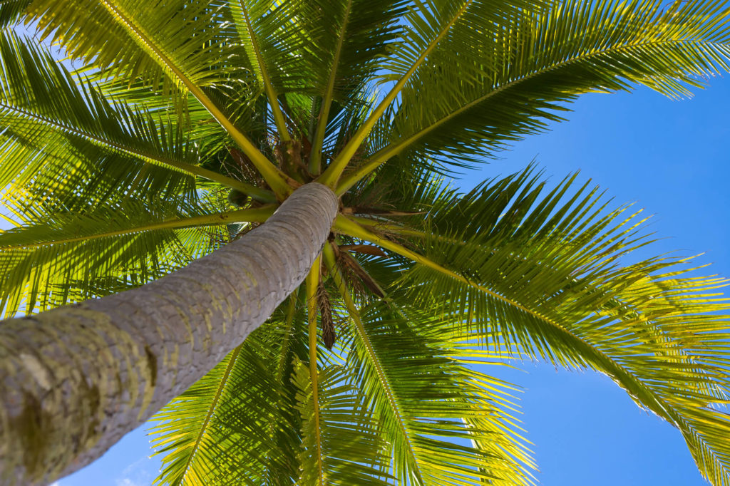 palm tree services
