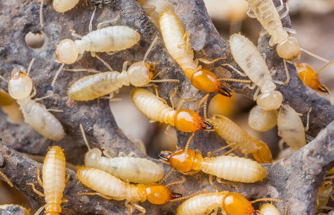 termite control