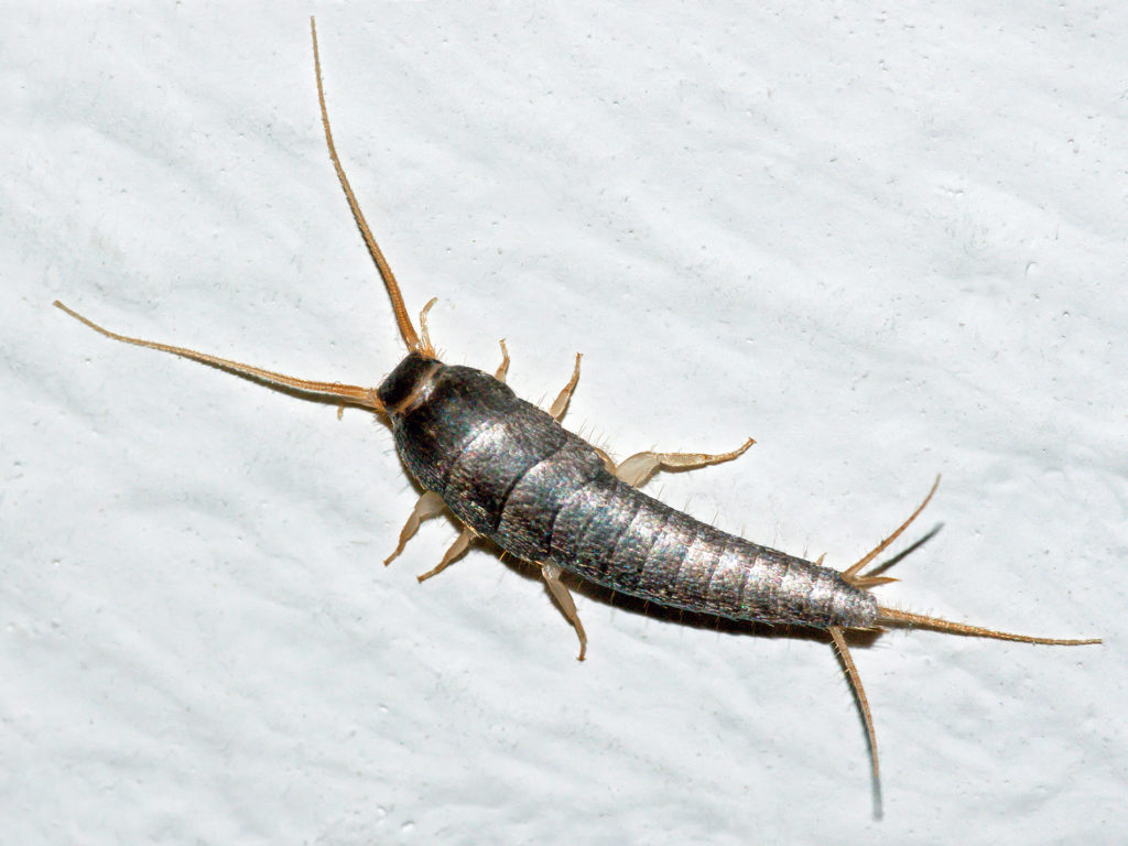 silverfish winter pest control in florida