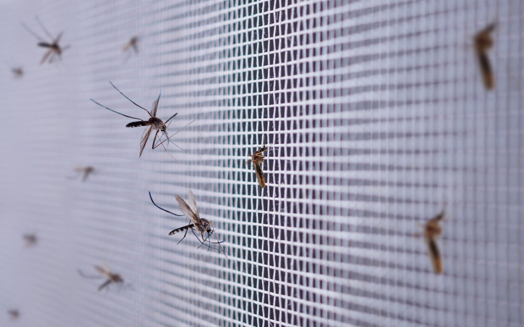 How to Keep Insects Out of Your House in Summer